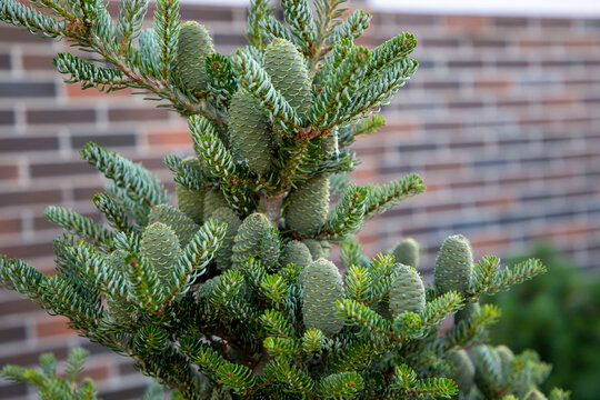A bunch of green decorative cones on the coniferous tree on the garden. Gardening and cultivating plants.