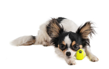 Long haired Chihuahua with yellow mini tennis ball