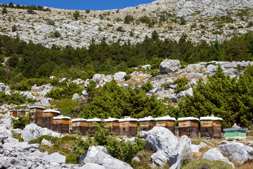 Wooden houses for bees in the mountains at sunny day. Mountain apiary in Croatia