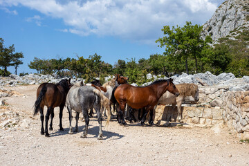 Herd of wild horses drinking water
