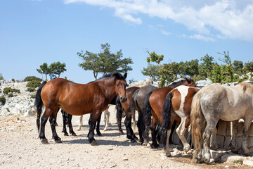 Herd of wild horses drinking water