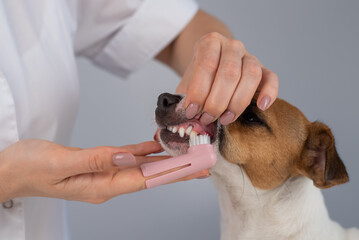 Woman veterinarian brushes the teeth of the dog jack russell terrier with a special brush putting...