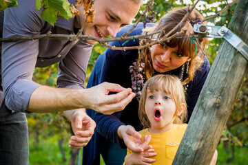 Happy family having fun eating grapes together at a vineyard - Father, mother and dauther enjoy grape picking