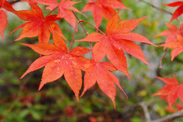 紅葉のモミジ　葉模様