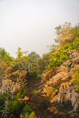 landscape in the morning