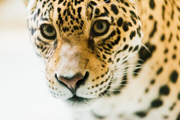 Obraz na płótnie Canvas Leopard pantera padus kotiya in the rock