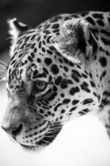 Fototapeta na wymiar Leopard pantera padus kotiya in the rock