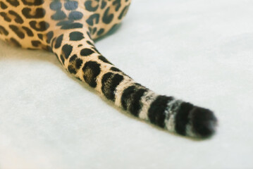 Leopard pantera padus kotiya in the rock © Ivan Zelenin