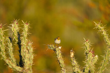 Verdin bird on a cholla