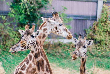 Close up portrait of giraffe camelopardalis in nature and zoo
