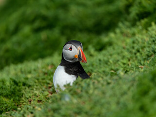 Puffin in foreground, the famous and cute little Nordic bird, image captured in a Ireland island

