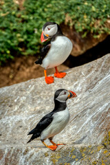Two puffins, the famous and cute little Nordic bird, image captured in a Ireland island