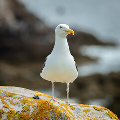 Seagull in foreground, image captured in a Ireland island