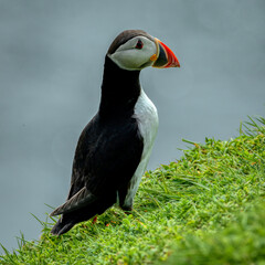 Puffin in foreground, the famous and cute little Nordic bird, image captured in a Ireland island
