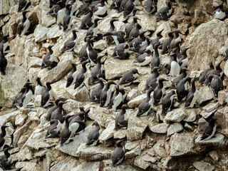 Group of guillemots, the famous Nordic bird, image captured in a Ireland island