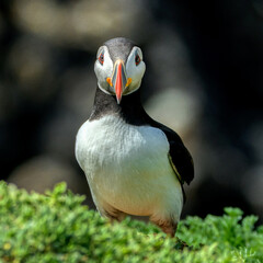 Puffin in foreground, the famous and cute little Nordic bird, image captured in a Ireland island
