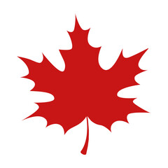 Red maple leaf, symbol of Canada. White background, vector illustration.