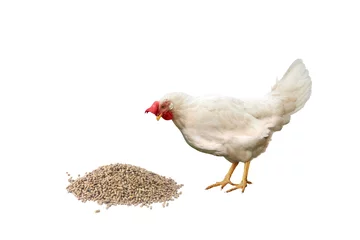 Foto auf Leinwand White hen with red comb looks at granulated chicken feed © olgasalt
