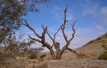 Picturesque view of a dry wide wadi in a remote region of Eilat mountains. Desert beauty in a sunny winter day. A dry tree on the foreground.