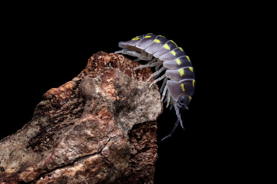 Close-Up of a woodlouse (Armadillidium vulgare) on a piece of wood, Indonesia