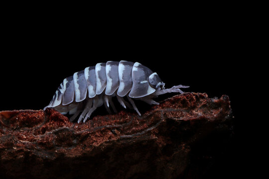 Close-up of a pill-bug (Armadillidium maculatum) on a piece of wood , Indonesia