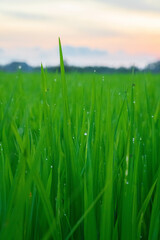 A vertical closeup of a green rice field covered with waterdrops at sunset