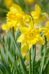 Yellow narcissus flower on blurred green background
