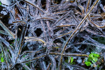 Close up photo of frozen tree branches covered in ice surface texture background.