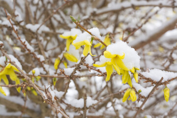 Several forsythia flowers under the snow against the background of branches
