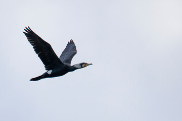 cormorant in free flight against the blue sky