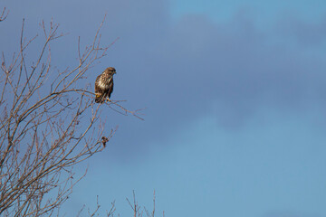 buzzard on a tree branch waiting for its prey against a blue sky