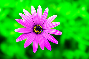 Obraz premium Beautiful Macro of Purple Gazania Flower