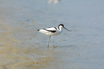 avoceta (recurvirostra avosetta) water bird