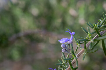 Blooming rosemary herb flower with copy space
