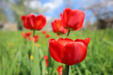 Floral background with buds of tulips flowers, spring mood