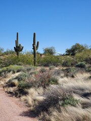 saguaro cactus in state
