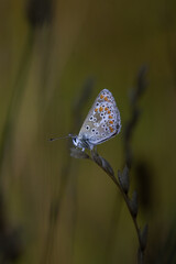 Icarus buttefly in morning light