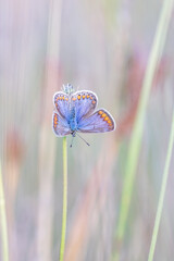 Icarus buttefly in morning light