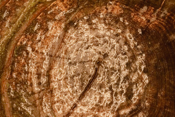 Photo of orange toned frozen wood log covered in ice texture.