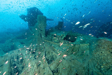 Fototapeta na wymiar Relitto del piroscafo Bolzaneto ricoperto da numerose reti con il cannone di poppa circondato da una nuvola di pesci