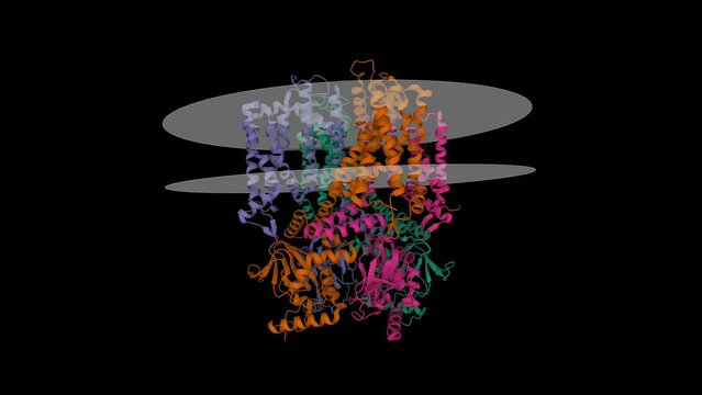 Cryo-EM structure of human rod CNGA1-B1 channel in apo state. Animated 3D cartoon and Gaussian surface models, chain id color scheme, PDB 7rh9, black background.