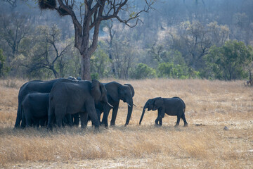 Fototapeta premium Herd of African Elephants with young calf
