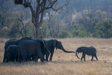 Fototapeta na wymiar Herd of African Elephants with young calf rejoining herd in Kruger National Park in South Africa RSA