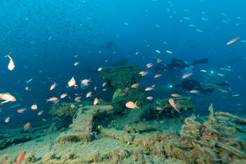 Fototapeta na wymiar Sub in esplorazione sul relitto del piroscafo Bolzaneto con castagnole e sardine tutto intorno