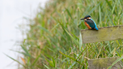 Common kingfisher (Alcedo atthis) perches by a river, Norfolk, UK