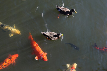 Ducks and Koi Fish in Water in Pond