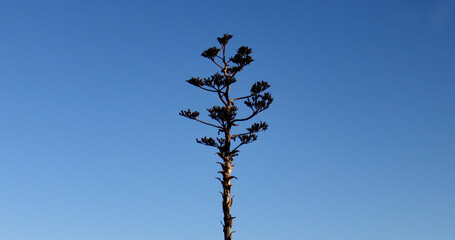 Isolated Tree