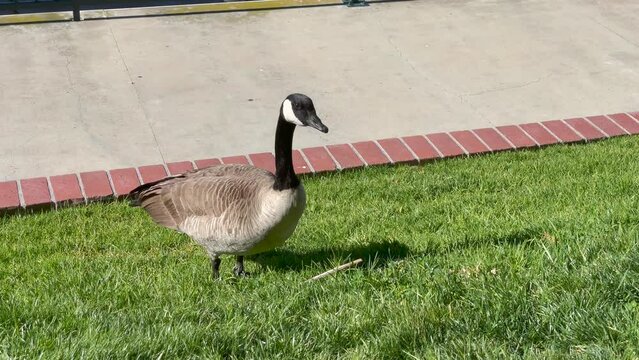 Canada goose on the lawn near the Westlake lake, Southern California