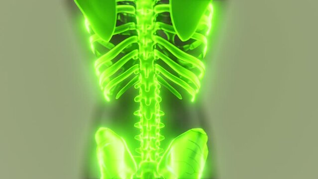 glow skeletal bones of human