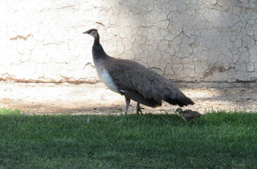 mama and baby peacock